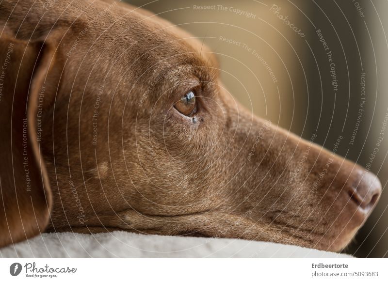 Tagträumer träumen gedankenverloren Porträt Hund Magyar Vizsla Nahaufnahme geringe Tiefenschärfe Kopf Seitenansicht Profil Innenaufnahme verträumt Haustier