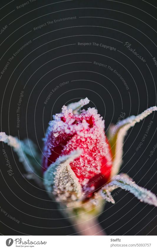 Rose mit Raureif blüht im schneelosen Winter rote Rose Rosenknospe Rosenblüte gefroren Kälte Eis Frost frostig Spätblüher blühende Rose Winterblume Winterrose