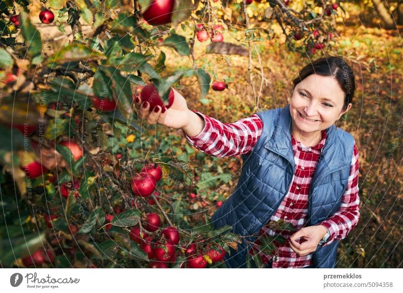 Frau pflückt reife Äpfel auf dem Bauernhof. Landwirt packt Äpfel vom Baum im Obstgarten. Frische gesunde Früchte bereit, auf Herbst-Saison zu pflücken. Erntezeit auf dem Lande