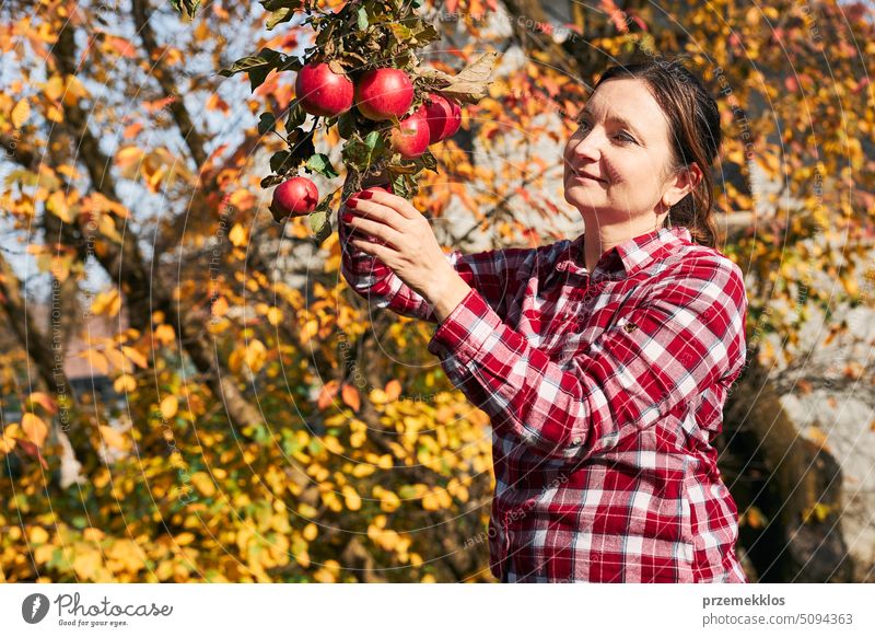 Frau pflückt reife Äpfel auf dem Bauernhof. Landwirt packt Äpfel vom Baum im Obstgarten. Frische gesunde Früchte bereit, auf Herbst-Saison zu pflücken. Erntezeit auf dem Lande