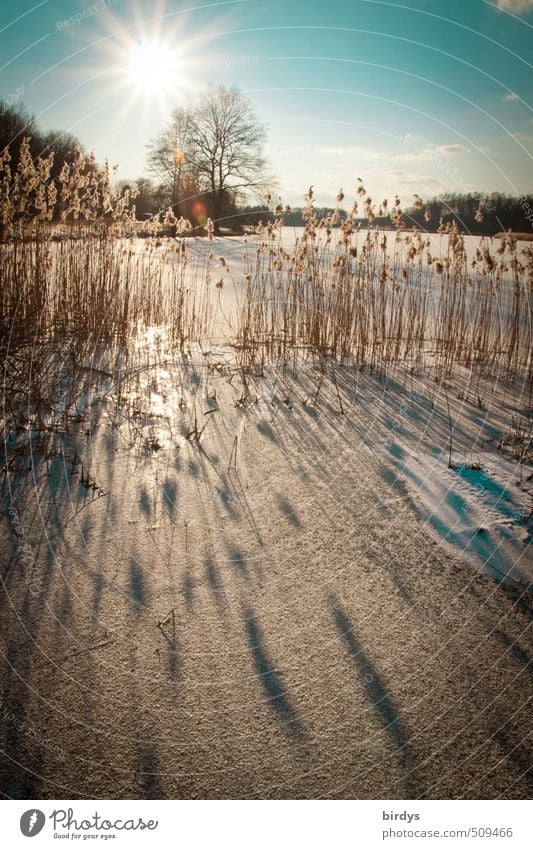 Alle Jahre wieder Natur Himmel Sonne Winter Schönes Wetter Eis Frost Schnee Schilfrohr Seeufer leuchten ästhetisch positiv schön Idylle ruhig Baum Schatten