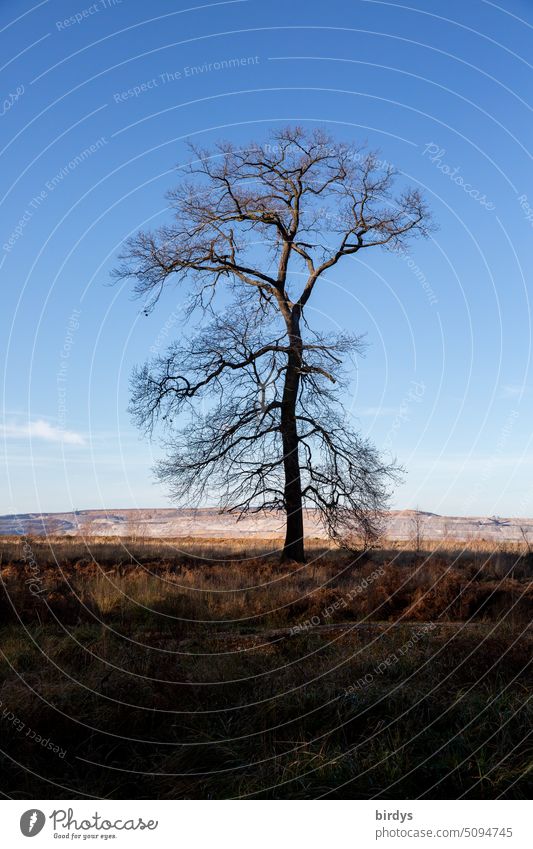 lonely oak. alleinstehende Eiche am Rand des Braunkohlentagebaus Hambach beim Hambacher Forst. Solitair Baum einzeln Klimawandel Umweltzerstörung unbeugsam