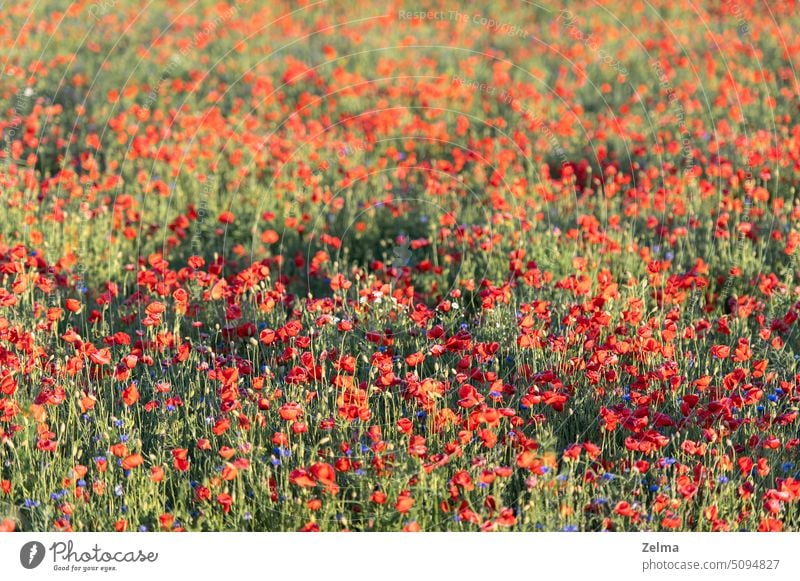 Vivid Mohnfeld in Lettland, Sommer Natur Hintergrund Feld rot Blume blau Kornblume natürlich farbenfroh Sonnenuntergang Licht Hintergrundbeleuchtung Landschaft