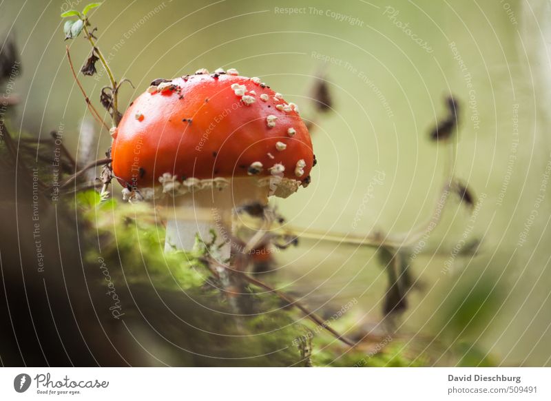 Finger weg...! Natur Pflanze Tier Frühling Herbst Moos Wiese Wald grün orange rot schwarz weiß Fliegenpilz Pilz Gift ungenießbar Wachstum Waldboden herbstlich