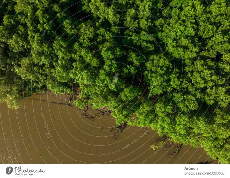 Grüner Mangrovenwald mit Morgensonne. Mangroven-Ökosystem. Natürliche Kohlenstoffsenken. Mangroven binden CO2 aus der Atmosphäre. Blaue Kohlenstoff-Ökosysteme. Mangroven absorbieren Kohlendioxid-Emissionen.