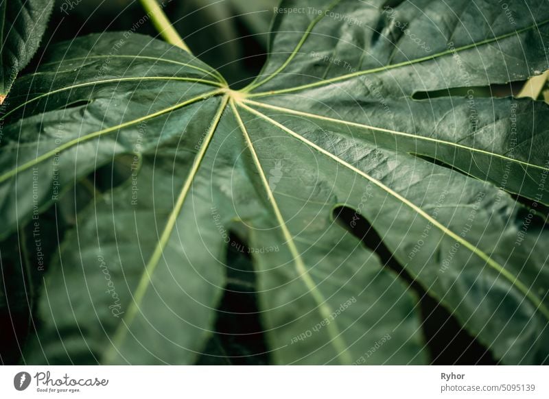 Grüne Blätter von Fatsia Japonica im Botanischen Garten botanisch Struktur China Japonica-Fettleibigkeit fatsi Immergrün im Freien Botanik Japan schön