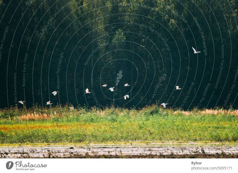 Weißrussland. Wild Birds Silberreiher oder Ardea Alba Flying Above Sumpf. Diese Wildvögel sind auch als Silberreiher, Silberreiher oder Silberreiher bekannt.