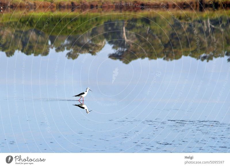 einsamer Stelzenläufer im flachen Wasser einer Salzgewinnungsanlage auf Futtersuche Vogel Salzwasser Mallorca Säbelschnäbler Flachwasser Salzsee Ruhe Stille