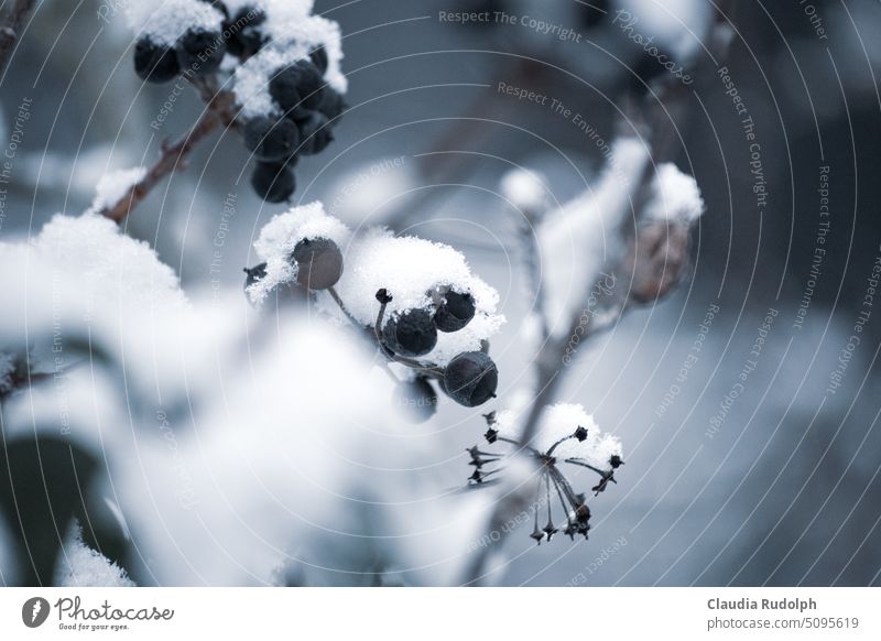 Nahaufnahme blauer Früchte vom Efeu bedeckt mit frischem Schnee Winter Winterstimmung Efeufrüchte Winterfarben Wintertag Natur im Winter Beeren Beerensträucher