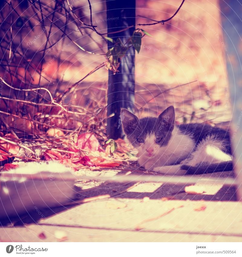 Nimm mich mit Tier Katze 1 Tierjunges Wärme geduldig ruhig Hoffnung Idylle Farbfoto Gedeckte Farben mehrfarbig Außenaufnahme Menschenleer Licht Schatten