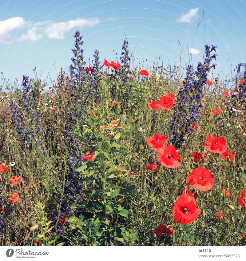 Blühstreifen Natur Naturschutz Wildblumen Pflanzen blühend Klatschmohn Kamille Nachtkerzen Natternkopf Mohnkapsel Bienenweide Lebensraum für Insekten