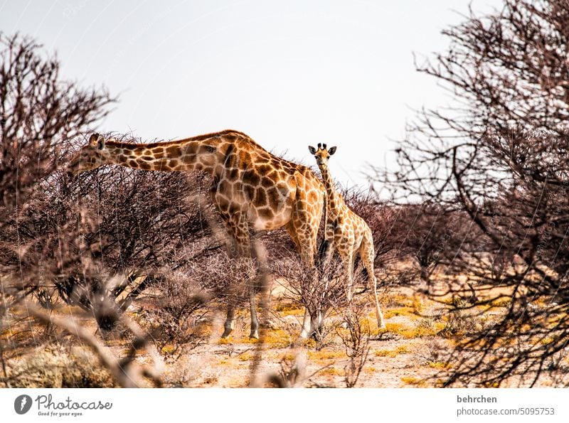 klein sein etosha national park Etosha wild Afrika Namibia Fernweh Farbfoto Freiheit Natur Abenteuer Landschaft Ferien & Urlaub & Reisen besonders beeindruckend