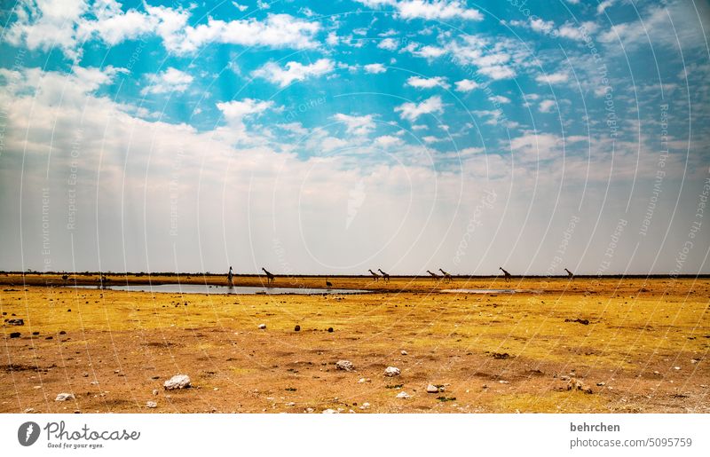 retro fototapete etosha national park Etosha Wasserloch wild Afrika Namibia Außenaufnahme Ferne Fernweh Farbfoto Freiheit besonders Ferien & Urlaub & Reisen