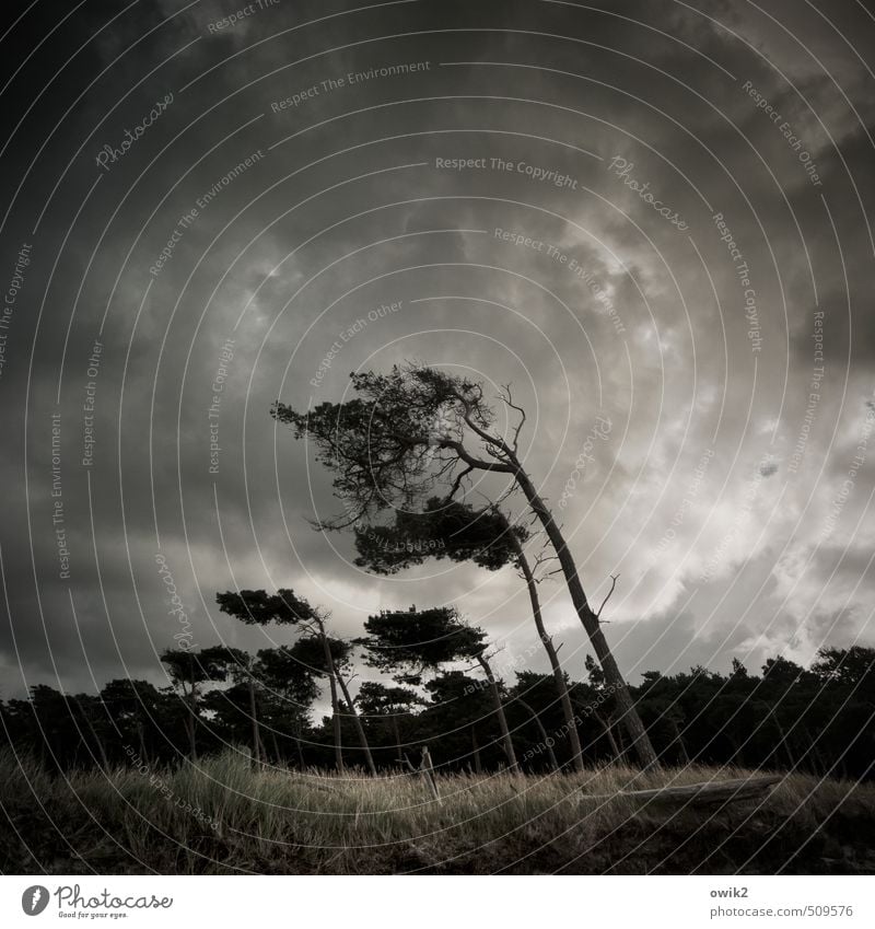 Links das Bein Umwelt Natur Landschaft Pflanze Himmel Wolken Gewitterwolken Horizont Klima Wetter Schönes Wetter Wind Sturm Baum Sträucher Windflüchter