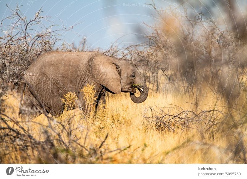 schützenswert Elefant etosha national park Etosha Etoscha-Pfanne Wildtier fantastisch außergewöhnlich frei wild Wildnis Tier Namibia Safari Ferne Afrika weite