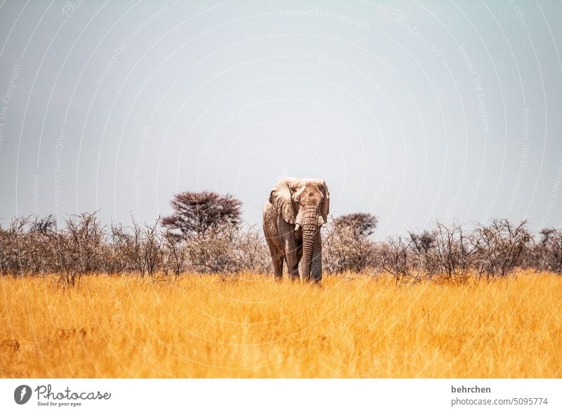 majestät Tierliebe Tierschutz Trockenheit Savanne Gras beeindruckend besonders Ferien & Urlaub & Reisen Himmel Landschaft Natur Freiheit Abenteuer Farbfoto