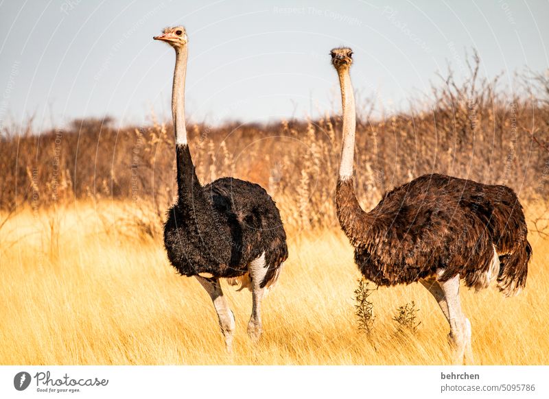 herbert und hildegard Dürre Trockenheit heiß Hitze Menschenleer Tourismus Ausflug Tierschutz Tierliebe Wildtier fantastisch Wildnis außergewöhnlich Safari