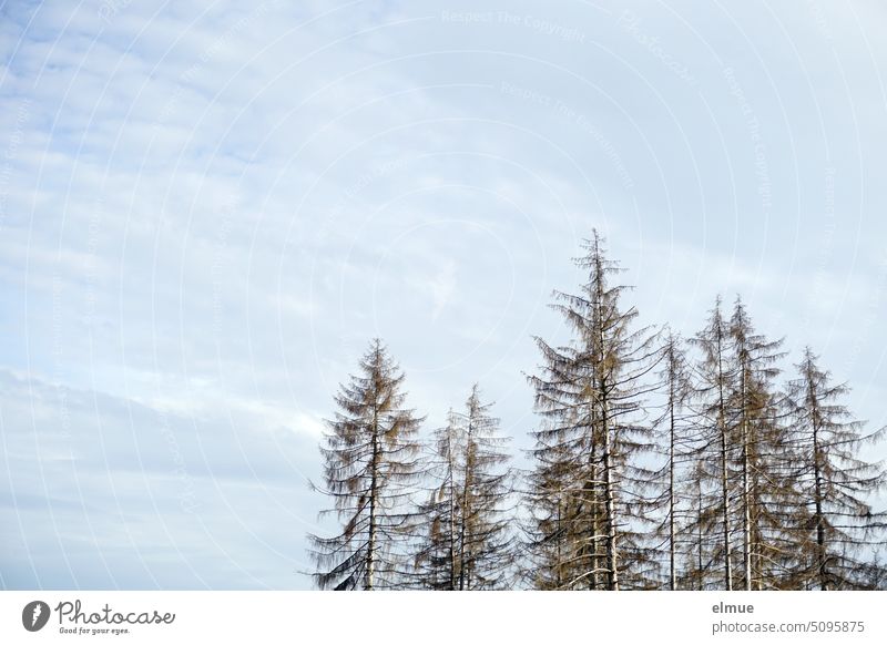 Gruppe von abgestorbenen Fichten vor hellblauem Himmel / Waldsterben / Klimawandel / Borkenkäferbefall Fichtenwald Totholz Forstwirtschaft Waldschäden