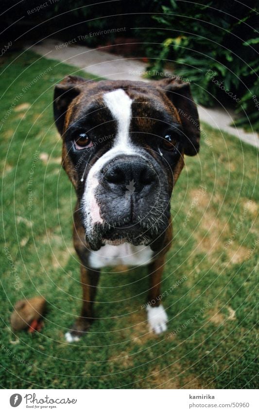 otis Hund Wiese Gras Tier Trauer dog alt old animal pet Traurigkeit Tränen