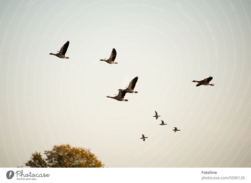 Ein Schwarm Wildgänse fliegt aufgescheucht in der Gegend herum. Ein Adler hatte sie erschreckt. Gans Vogel Tier Außenaufnahme Farbfoto Tag Wildtier Wildgans