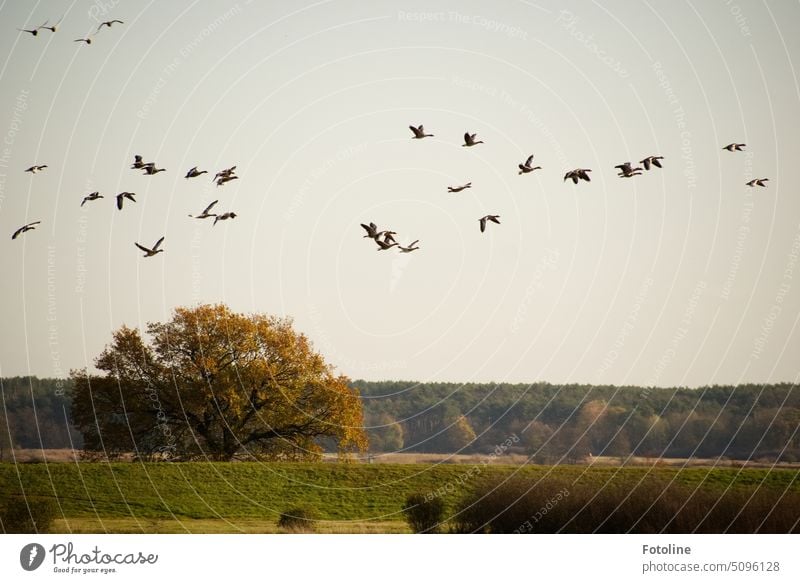 Überfüllter Luftraum über der Oder. Ein aufgeschreckter Schwarm Gänse fliegt über den Wipfeln der Bäume Gans Vogel Tier Außenaufnahme Farbfoto Tag Wildtier