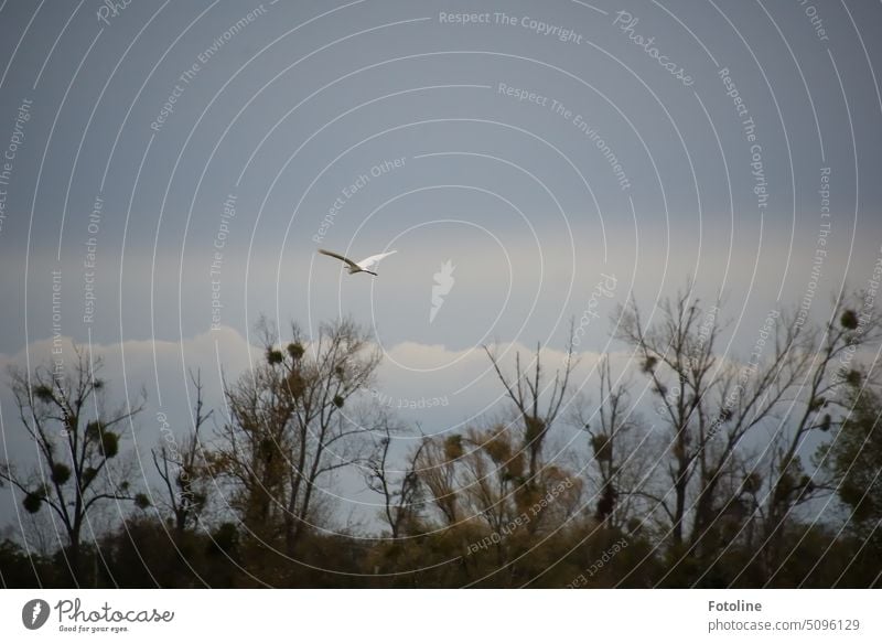 Elegant fliegt ein Silberreiher über blattlose kahle Bäume voll Mistelnestern. Der Himmel ist grau und Wolken türmen sich im Hintergrund auf. Doch das interessiert den Reiher nicht.