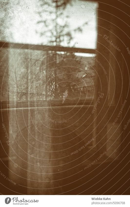 Spiegelung in einem alten Haus mit Blick auf einen Nadelbaum. lost places kaputt Verfall Spiegelbild Vergänglichkeit Ruine Fenster Wandel & Veränderung