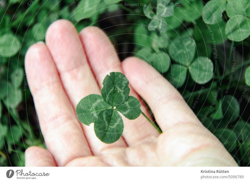 eine hand hält ein vierblättriges kleeblatt blätter glück glücksbringer symbol zeichen finden halten liebe glücklich draußen wiese natur pflanze