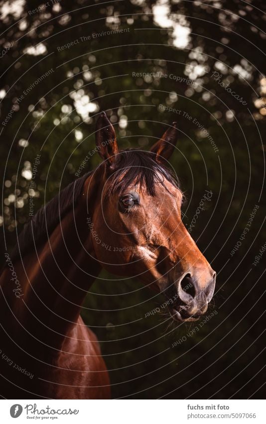 Braunes Pferd. Stute. Tierportrait Pferdekopf Ranch dunkel Reiten Tierporträt Natur Tiergesicht 1 Mähne Außenaufnahme Himmel Weide Menschenleer Nutztier braun