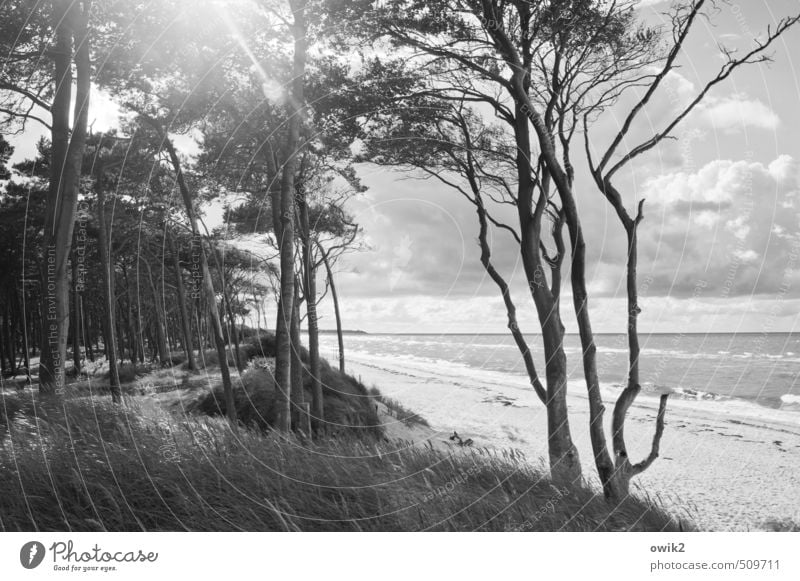 Nordlicht Umwelt Natur Landschaft Pflanze Himmel Horizont Klima Wetter Schönes Wetter Baum Gras Sträucher Küste Ostsee Weststrand leuchten hell Idylle Ferne