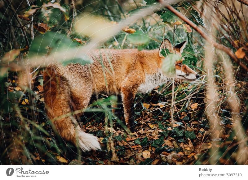 Fuchs im Wald Tier Waldtier Wildtier Raubtier Fuchsjagd Tierporträt Rotfuchs grün rot Natur Tierwelt Spreewald Wildnis Naturpark Naturschutzgebiet