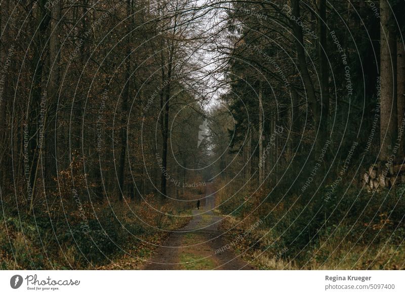 Waldweg im Herbst. Dunkler hoher Mischwald. Einzelne Gestalt in der Ferne. Bäume Natur Landschaft Baum Umwelt Außenaufnahme grün Tag Baumstamm Holz Farbfoto