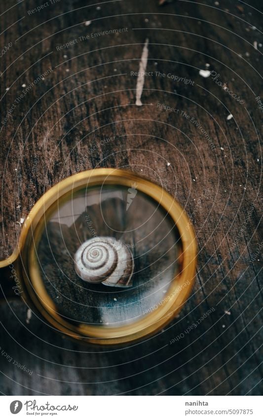 Hintergrundbild mit einem Schneckenhaus durch eine Lupe sehen gegen hölzerne Hinweis altehrwürdig Detektiv Holz Linse Glas Textur Riesenglanzschnecke Panzer