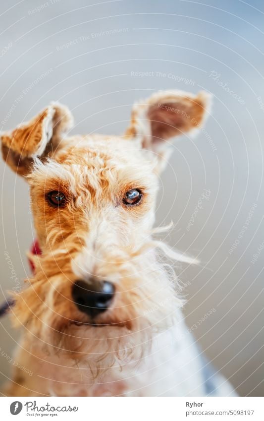 Wire Fox Terrier Nahaufnahme Portrait wenig Hund achtsam Blick Porträt Säugetier Stammbaum Haustier eine Vollbart reinrassig Fox-Terrier züchten braun Gesicht