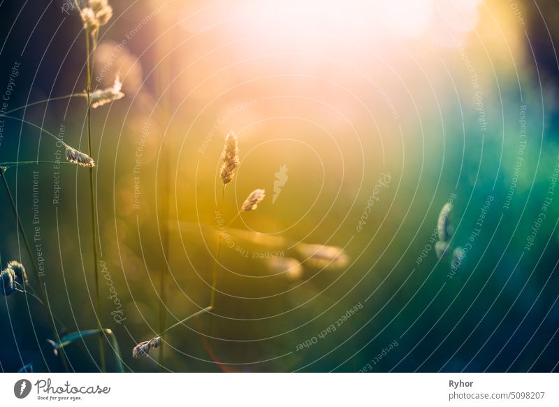 Grünes Gras im Sonnenuntergang. im Freien Herbst Sonnenschein Pflanze Sonnenaufgang getönt Natur Sonnenlicht grün Sommer niemand Licht Sonnenstrahlen Wiese gelb