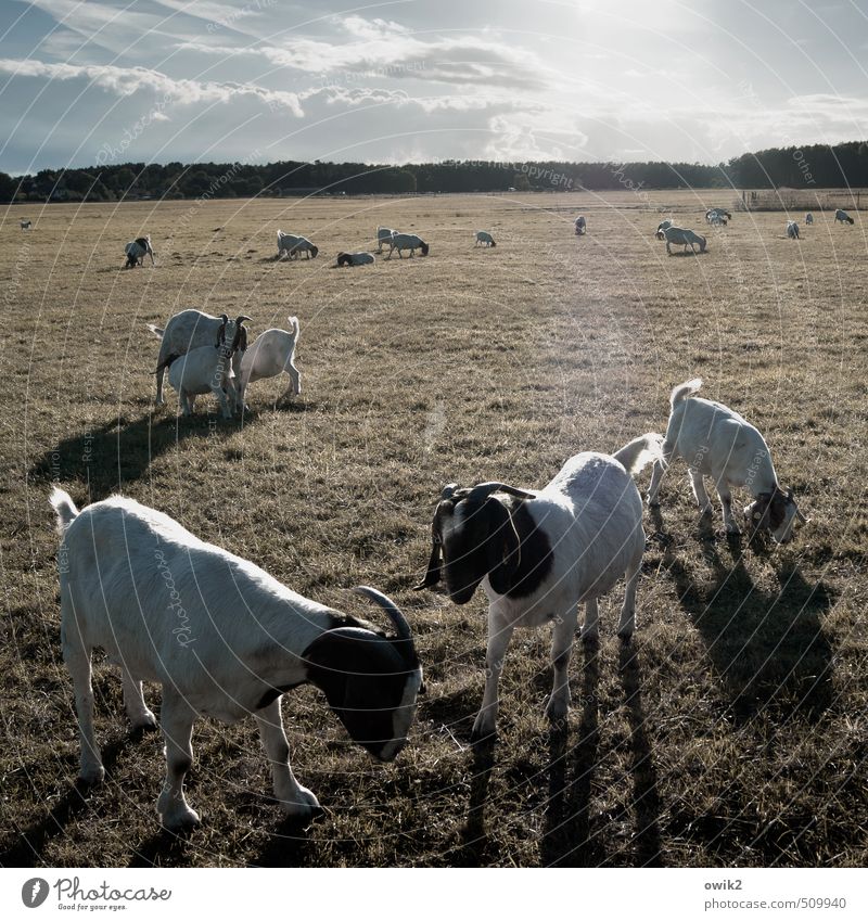 Streichelzoo Umwelt Natur Landschaft Pflanze Tier Himmel Wolken Horizont Klima Wetter Schönes Wetter Gras Wiese Ziegen Geißbock Tiergruppe Herde Tierfamilie