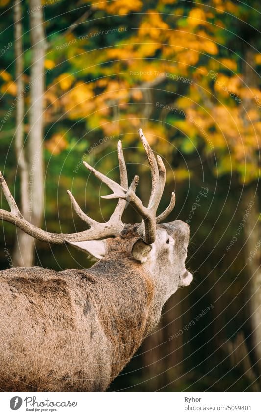 Weißrussland. Rothirsch oder Cervus Elaphus Männchen röhrt während der Brunft im Herbstwald Säugetier Testosteron nach oben Tierwelt Bleßwild Natur männlich