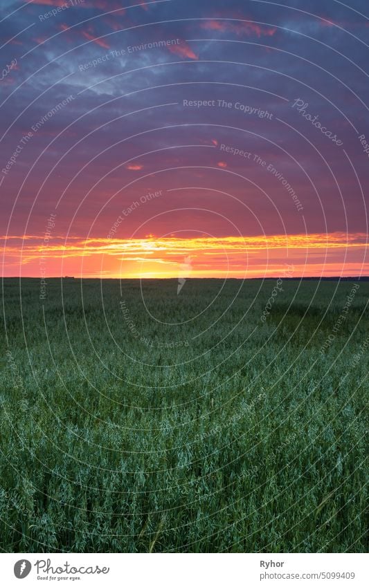 Landschaft der grünen jungen Weizen im Frühjahr Feld unter Scenic Sommer bunten Himmel bei Sonnenuntergang oder Sonnenaufgang Morgengrauen. Landwirtschaftliche ländliche Landschaft