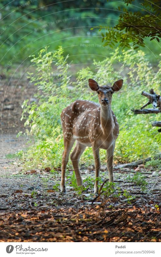 Reh Umwelt Natur Landschaft Pflanze Tier Wildtier 1 Zufriedenheit Mut Vertrauen achtsam Wachsamkeit ruhig Farbfoto Außenaufnahme Menschenleer Abend Dämmerung