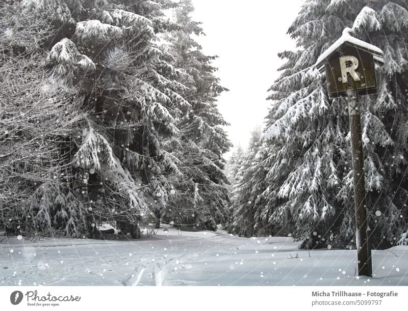 Winterlandschaft am Rennsteig / Thüringen Winterwald Thüringer Wald Bäume Schnee verschneit Frost kalt Weg Loipe Skifahren Langlauf Urlaub Touristen Tourismus