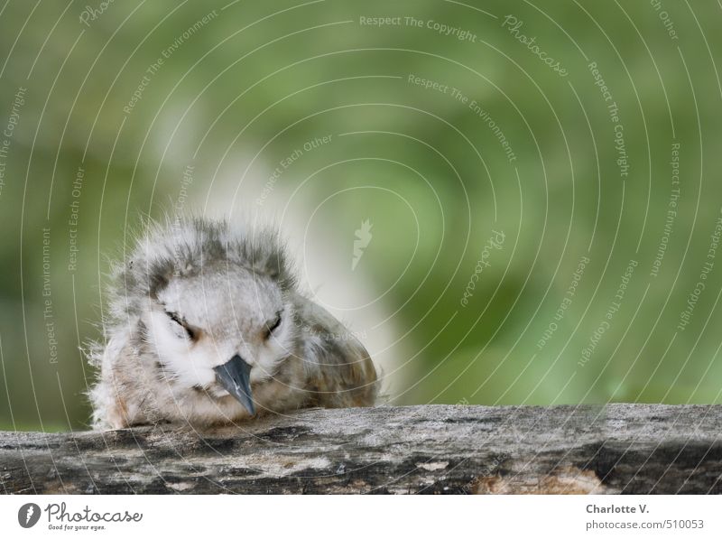 Müde Natur Tier Wildtier Vogel Küken 1 Tierjunges Flaum Holz Erholung hocken schlafen sitzen kuschlig klein rund weich grau grün weiß Gefühle Zufriedenheit