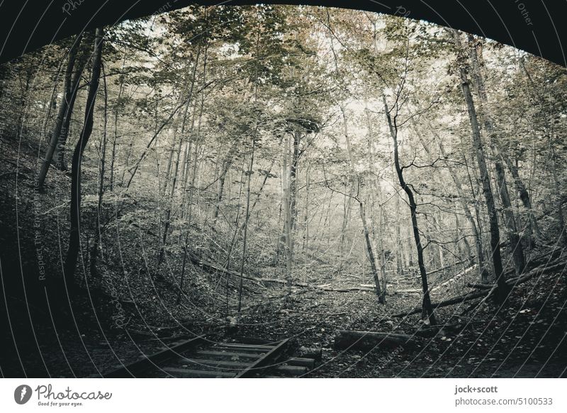 unter der Brücke enden die verrosteten Gleise Schienen Laubbaum Verfall lost places Vergänglichkeit Renaturierung Wandel & Veränderung Verlassen Verkehrswege