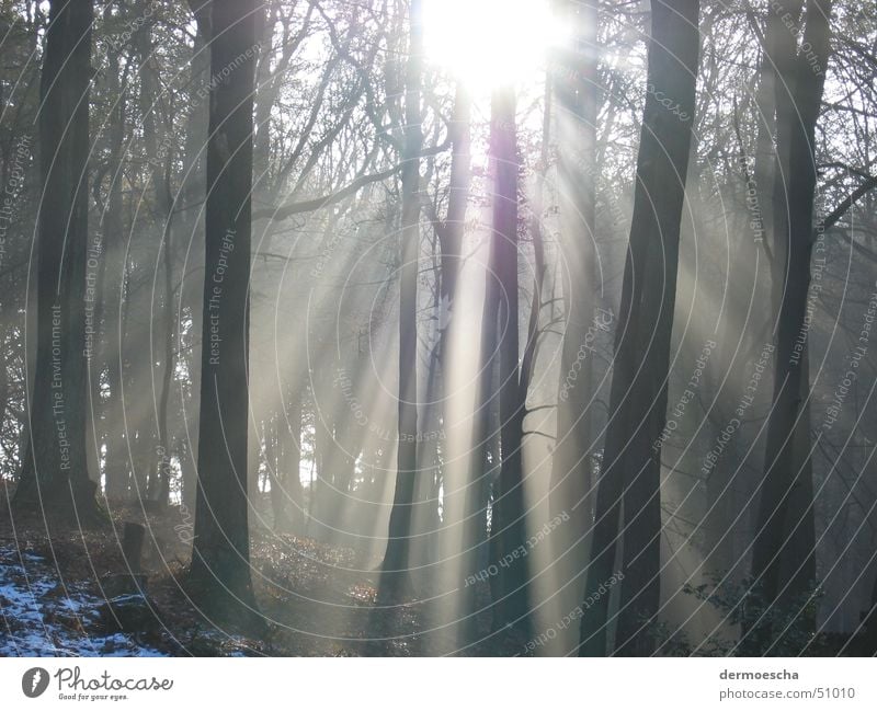 Blick in den Wald Sonnenstrahlen Winter Baum Gegenlicht Schnee