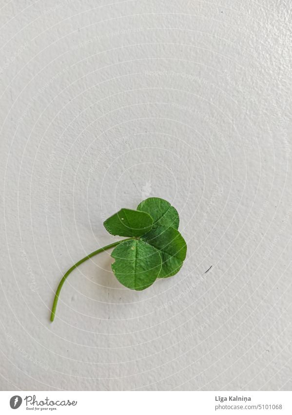 Vierblättriges Glücksklee Klee Pflanze Kleeblatt Glücksbringer vierblättrig grün Nahaufnahme Symbole & Metaphern Blatt Natur Makroaufnahme Tag Menschenleer