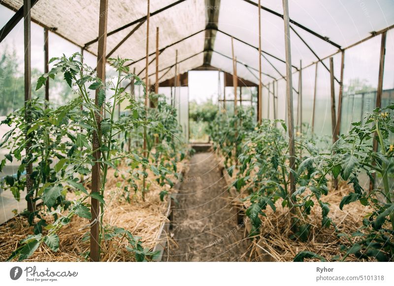 Tomaten Gemüseanbau in Hochbeeten im Gemüsegarten Gewächshaus Gewächshaus niemand Tomatenpflanze organisch Boden produzieren Bauernhof Sommer Schonung