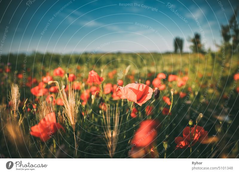 Blühende rote Mohnblumen auf dem Feld in einem sonnigen Frühlingstag Flora Pflanze Natur niemand schön hell Blume Blütezeit im Freien Park ländlich Landschaft