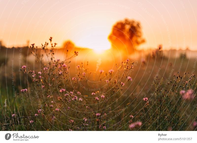 Close Up Wild Flowers In Sunset Sunrise Sunlight. Sonnenschein Gras Sommer Sonnenuntergang niemand Natur Europa schließen Licht Sonnenstrahl Sonnenlicht