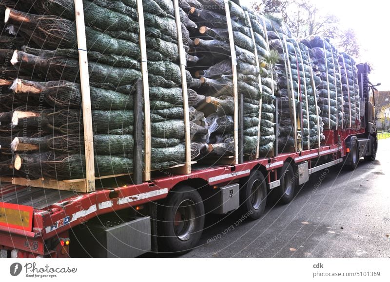 Weihnachtslieferung | frisch eingetroffen | oh Tannenbaum! Christbäume Weihnachtsbäume Weihnachten & Advent Weihnachtsbaum weihnachtlich Winter