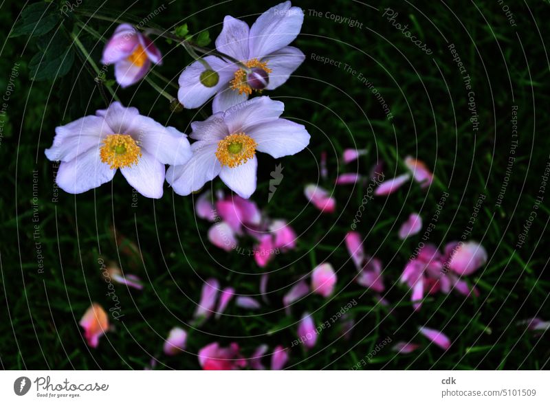 Herbstanemonen blühen und Rosenblütenblätter liegen im Gras. Pflanzen Blumen Garten natürlich Blühend Umwelt Blüte Sommer Blumen und Pflanzen Blütenblatt Wiese