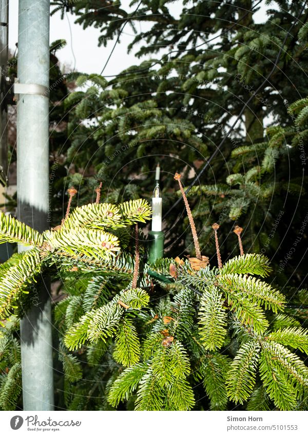 Baumkerze bei Tageslicht Weihnachtsbaum Kerze künstlich Weihnachten & Advent Kunstlicht Dekoration & Verzierung leuchten Weihnachtsdekoration Tanne Licht